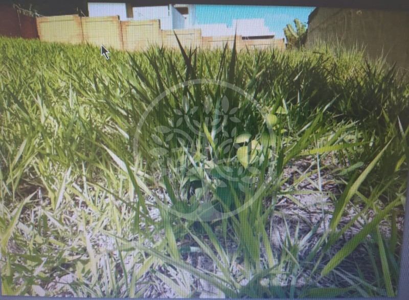 Terreno - Bonfim Paulista - Ribeirão Preto